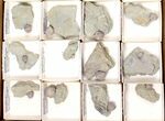 Lot: Blastoid Fossils On Shale From Illinois - Pieces #134133-1
